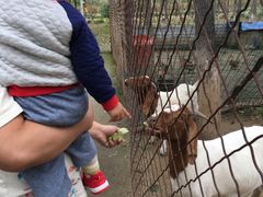 -草根堂农场