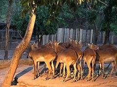 -清迈夜间动物园