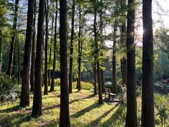 -上海共青森林公园