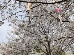 -堤角公园