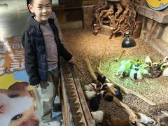 -萌宠奇缘(荣鼎店)