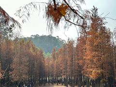 -番禺大夫山森林公园