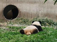 -卧龙中华大熊猫苑神树坪基地