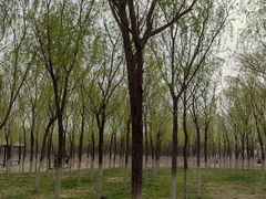 -西青郊野公园