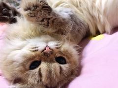 -猫大福·Fortune Cat猫舍(百子湾店)