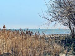 -上海吴淞炮台湾国家湿地公园