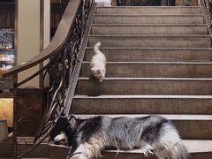 -more than meow吴止猫主题餐厅(承德 中船汇店)