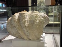 -青岛贝壳博物馆