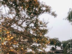 -金泽古镇