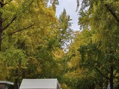 -三里屯东五街银杏大道