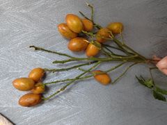 -百果园PAGODA(中铭豪园店)