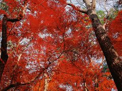 -秋霞圃