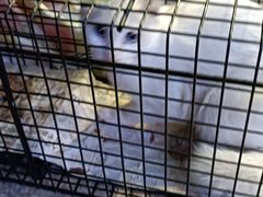 -萌兽医馆·犬猫专科·眼科中心·宠物医院(朝阳门分院)