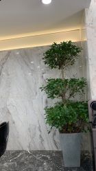 -杜尚造型