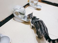 -藏猫猫咖啡主题馆(中央大道店)