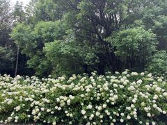 -上海滨江森林公园