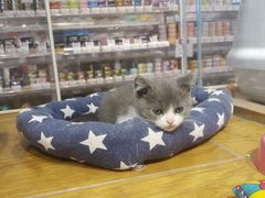 -狗道宠物(常熟印象城店)