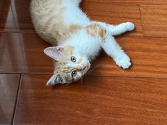 -宠颐生宠物医院·心肾内科·猫专科诊疗中心宠巢店