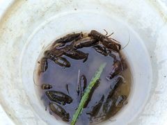 -同銮特种养殖场·龙虾垂钓