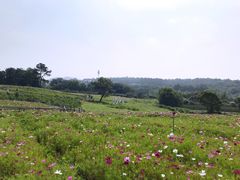 -大塘金香草谷
