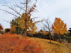 -北京西山国家森林公园