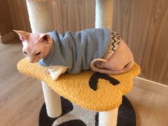 -猫腻·猫咖·撸猫馆(星光大道店)