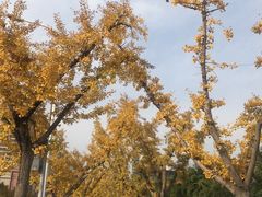 -龙潭水乡