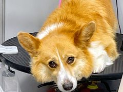 -PETKIT小佩宠物(古北店)