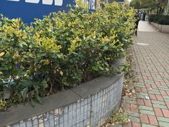 -家乐福(古北店)