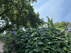 -丫口花园餐厅·融合菜