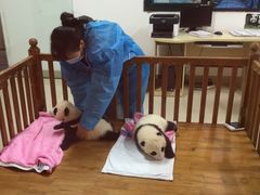 -成都大熊猫繁育研究基地