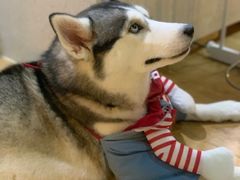 -Husky Go! 哈士奇体验馆·宠物咖啡厅狗咖