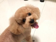 -圣宠宠物(北京疃里丛林市场店)