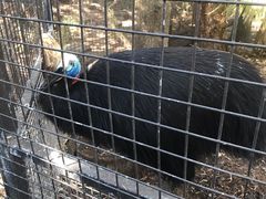 -费瑟代尔野生动物园