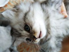 -艾吉宠物医院·疑难杂症转诊中心·猫友好(碧江路院)