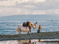 -青海湖国家重点风景名胜区