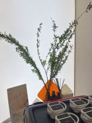 -Fundi张玉珊修身堂·indiba·BTL科技瘦身