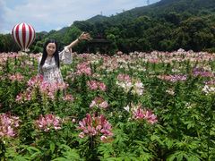 -玫瑰小镇