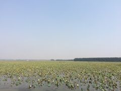 -微山湖红荷湿地景区