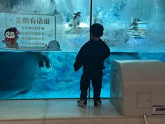 -帝企鹅自助餐厅•儿童岛•真企鹅(长隆企鹅酒店)