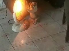 -香园炸鸡(鞍山西道店)