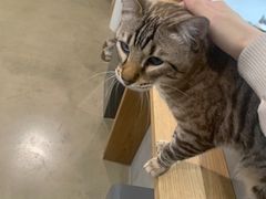 -Cappucimeow猫咪咖啡馆(韦伯时代店)