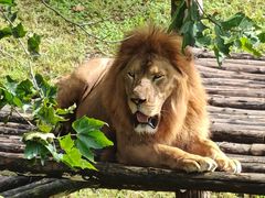 -西霞口神雕山野生动物世界