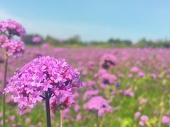-北京东方普罗旺斯薰衣草庄园