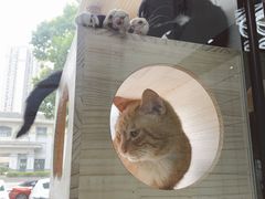 -半岛宠物医院24小时(科华中路店)