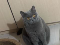 -瑞派福兴宠物医院犬猫全科·骨科·中西医结合(河东店)