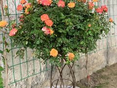 -大可堂普洱茶馆(襄阳南路馆)