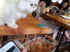 -more than meow吴止猫主题餐厅(承德 中船汇店)