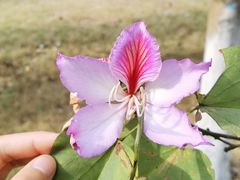 -南宁花花大世界景区