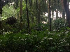 -南宁良凤江国家森林公园